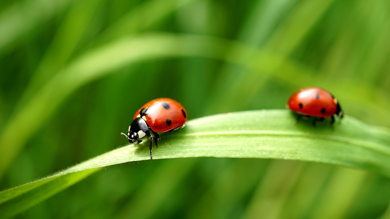 Two ladybugs on leaf