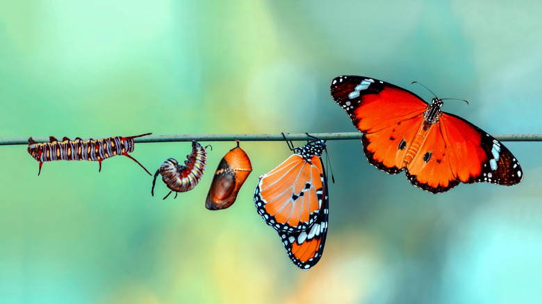 monarch butterfly life cycle