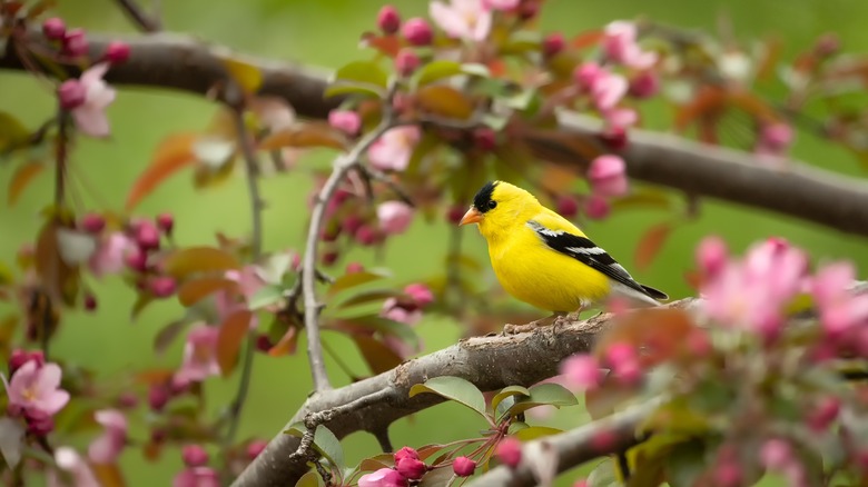 Perched gold finch