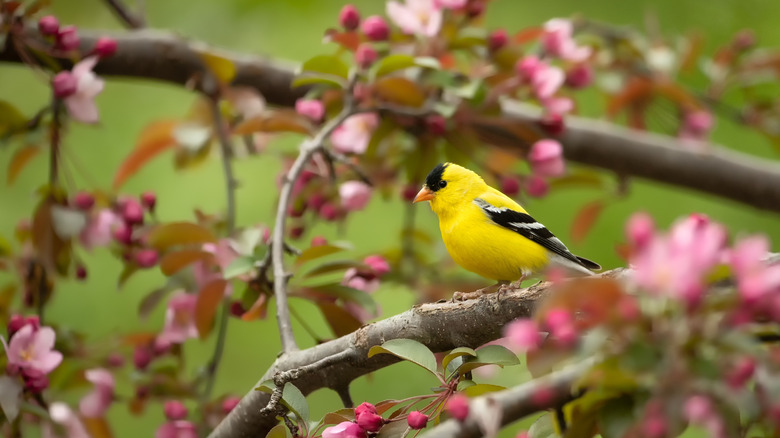 Perched gold finch