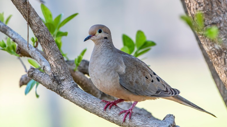 Mourning dove on branch