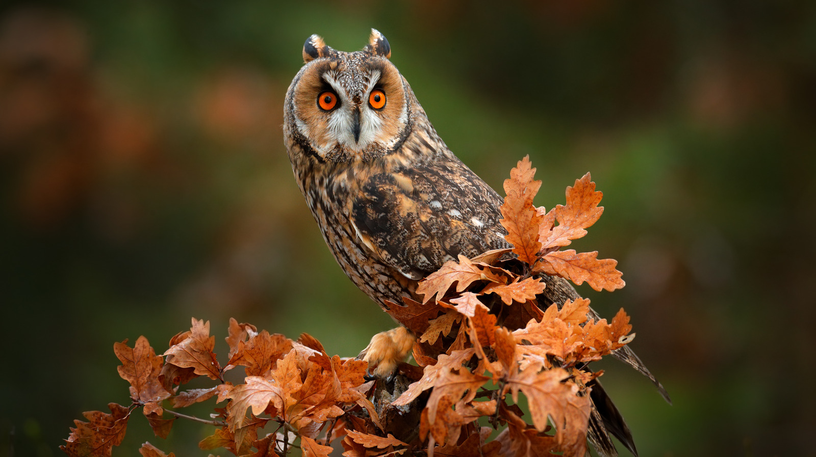 How To Attract Owls To Your Yard And Why You Would Want To
