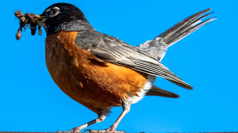 Robin enjoying worm