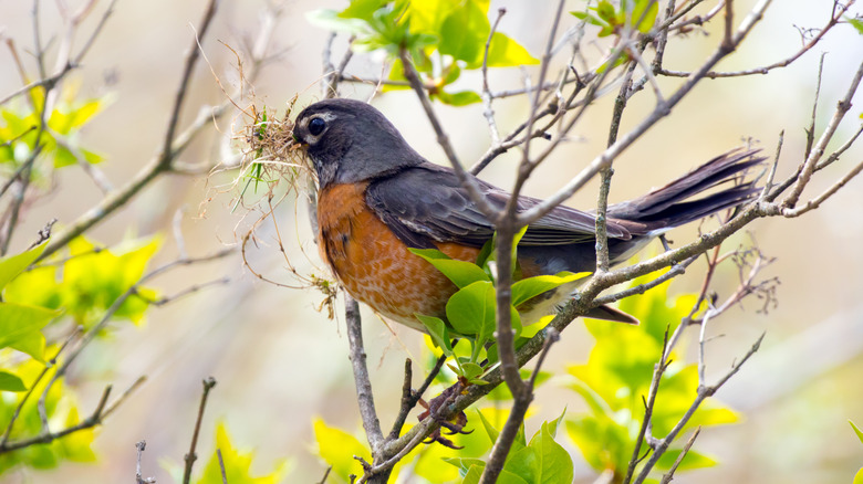 American robin in tree