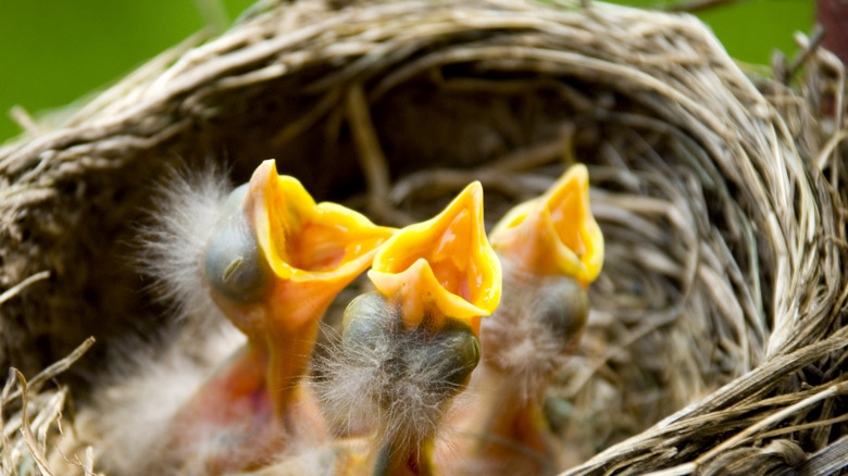 Baby robins in nest
