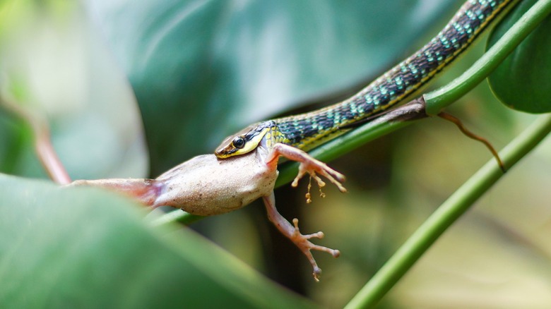 Snake catching a frog