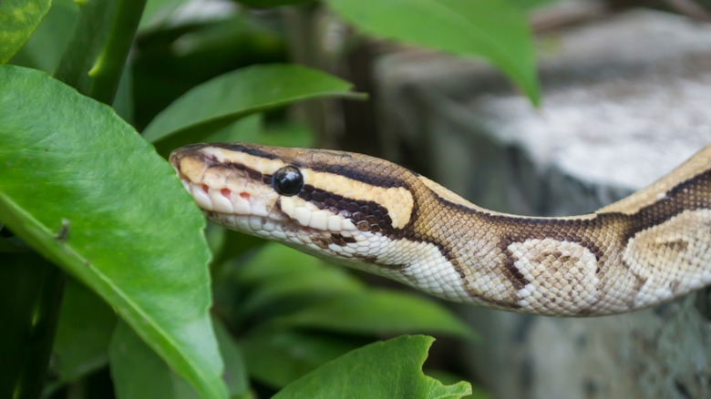 Snake in the garden 