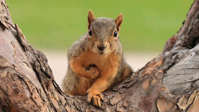 squirrel in a tree