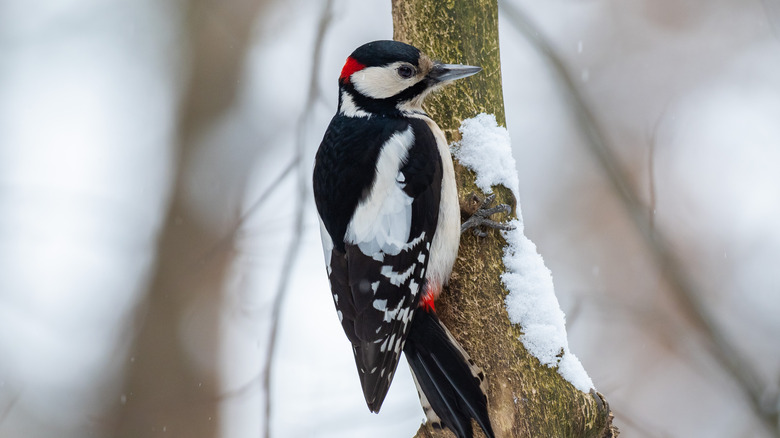 Attracting woodpeckers to your yard