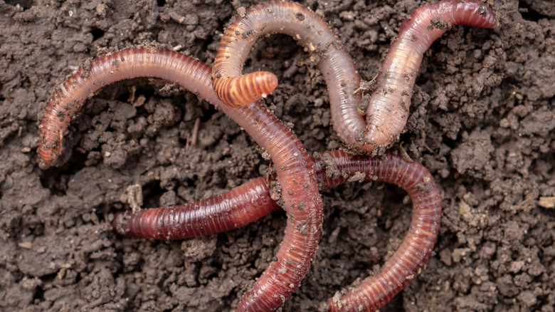 How To Attract Worms To Your Garden And Why You Want To