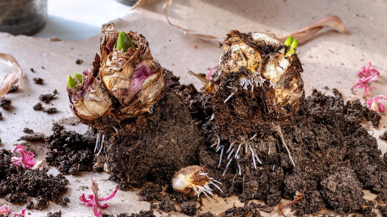 Small roots growing out of the bottoms of hyacinth bulbs.