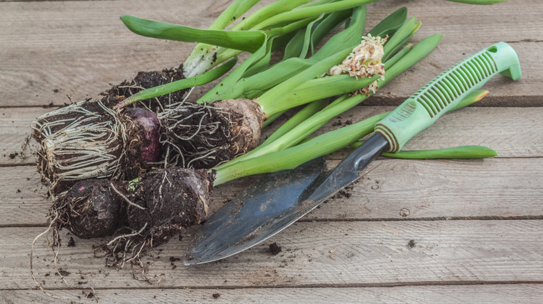 Hyacinth bulbs ready for transplanting into the garden after forcing.