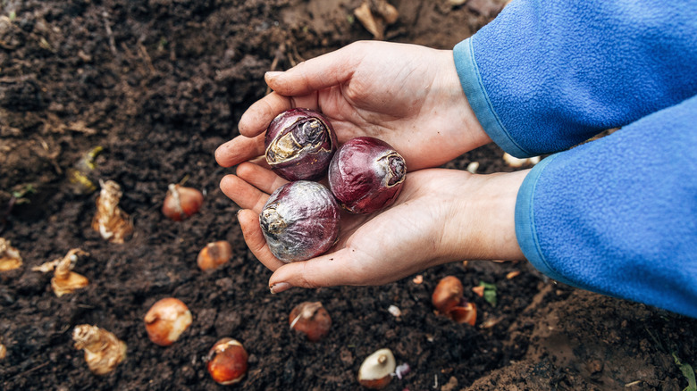 A gardener holds hyacinth bulbs above a garden bed with newly planted bulbs in it.