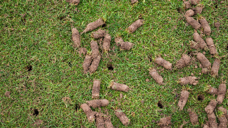 Soil cores lying on grass after aeration