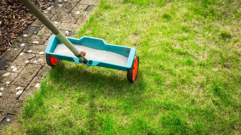 A broadcast spreader spreading fertilizer on grass
