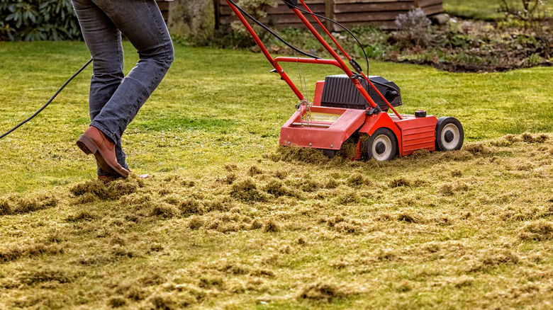 Man dethatching a lawn with electric dethatcher