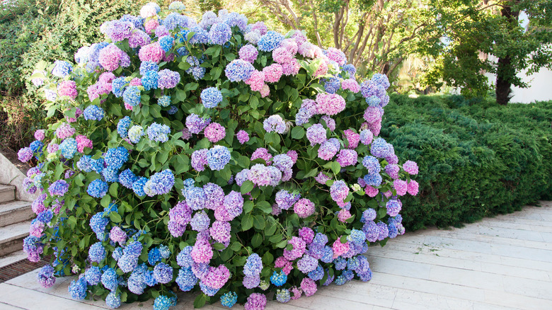 blooming hydrangea shrub