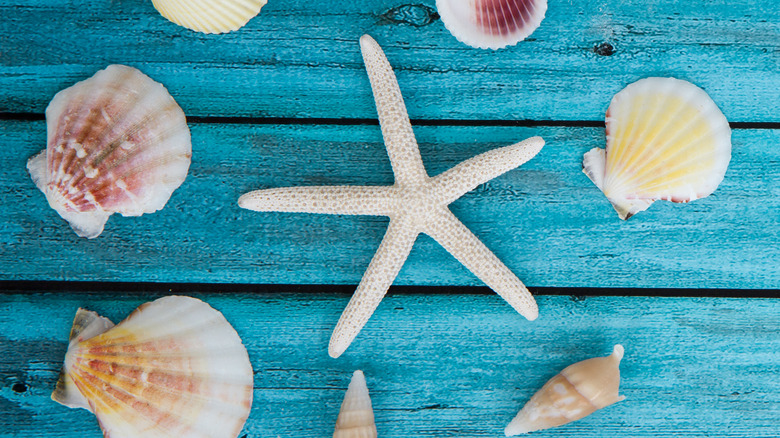 A number of seashells collected from the beach sit atop a turquoise-stained wood table.