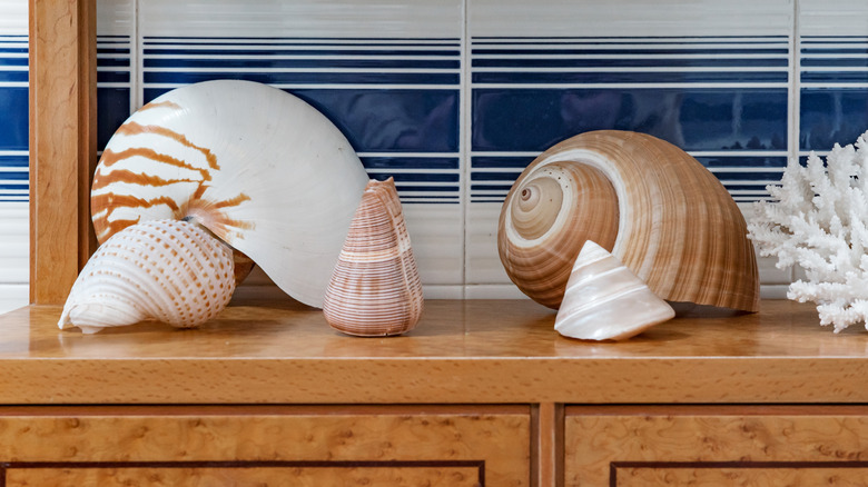 A collection of seashells, large and small, are displayed on a wooden chest.