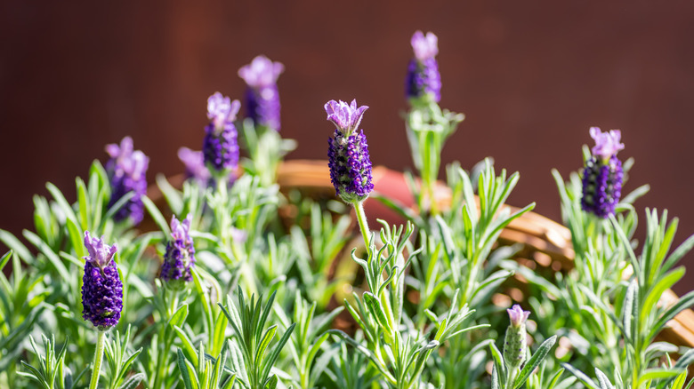 spanish lavender blooming in a container