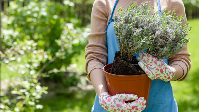 a woman with gardening gloves holding a lavender plant