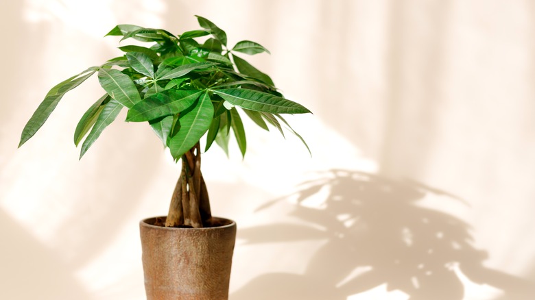 a money tree with braided base in a pot