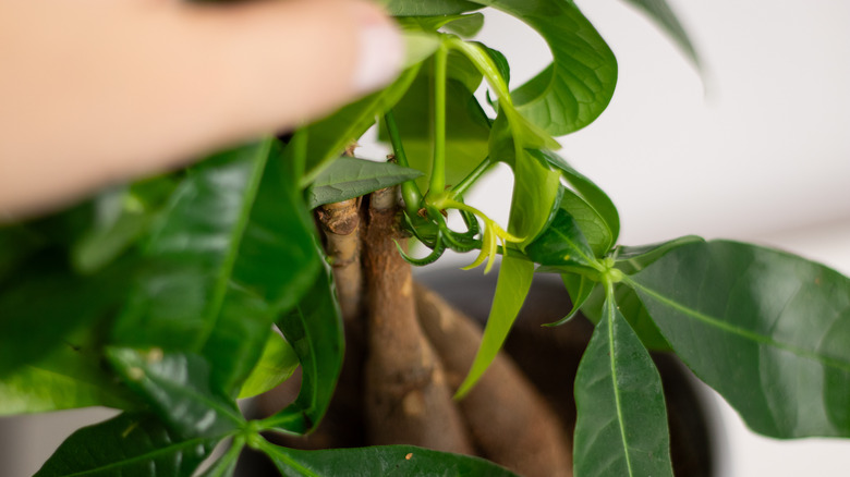 hand touching a money tree