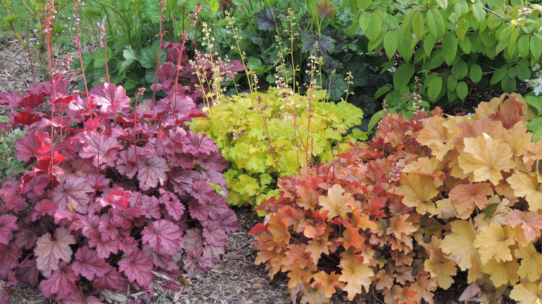 Colorful Heuchera plants brightening up a shady garden spot