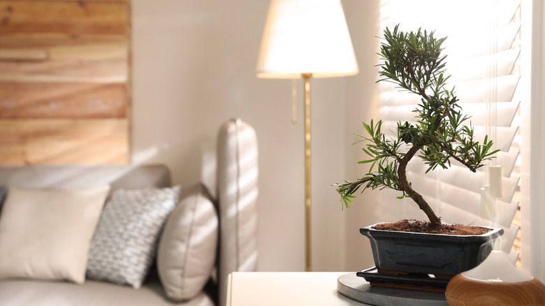 green bonsai at desk