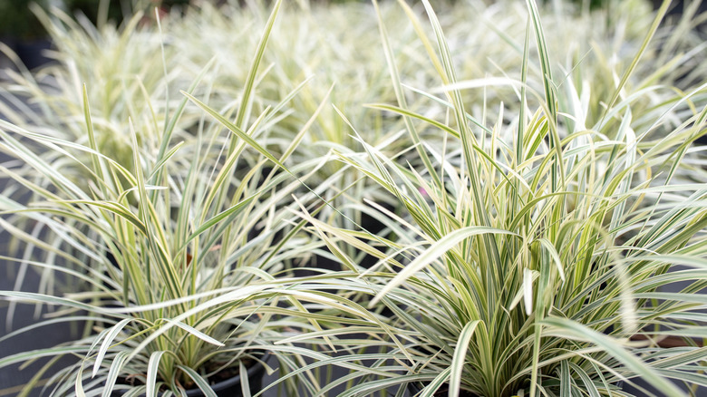 Several potted Aztec grass plants