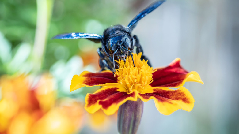 Bee near a flower