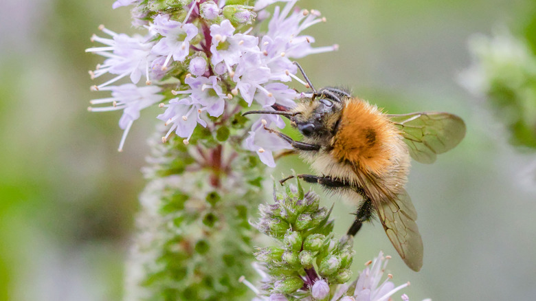 Bumblebee near flower