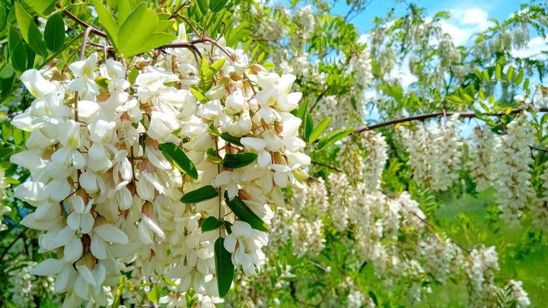 Blooming black locust tree