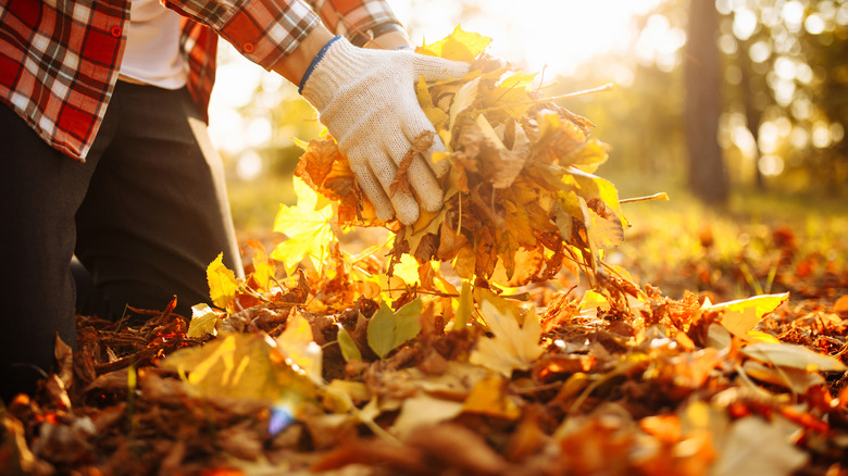 Person making leaf pile