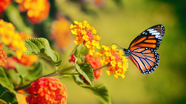 Butterfly on flower