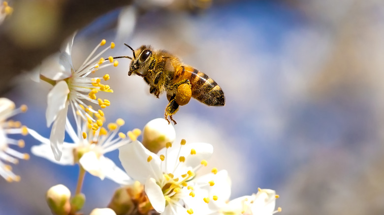Bee hovering over flower