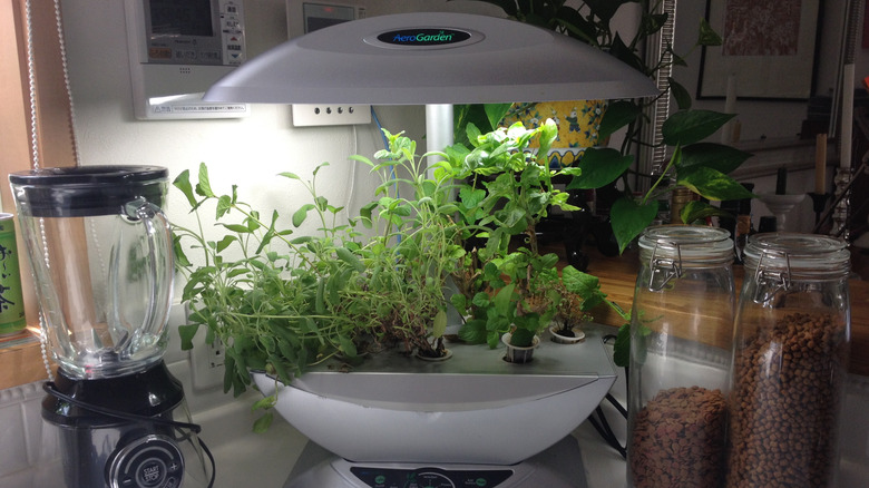 An indoor herb garden under a grow light