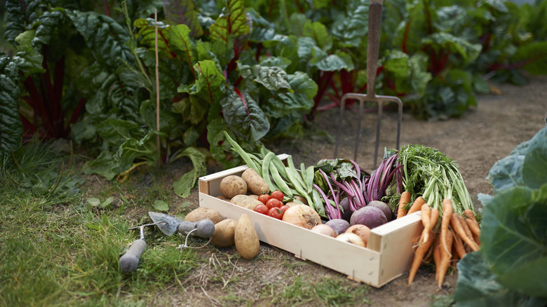 Box of vegetables from a small homestead