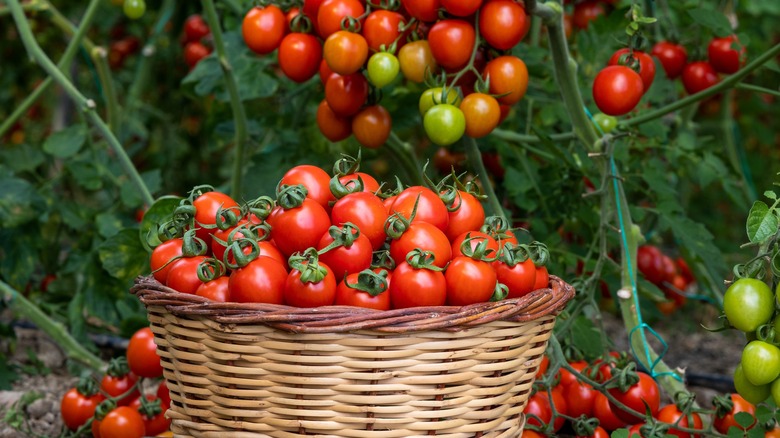 tomatoes in basket