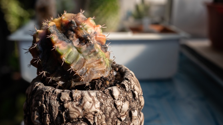 Small potted cactus dying in sun