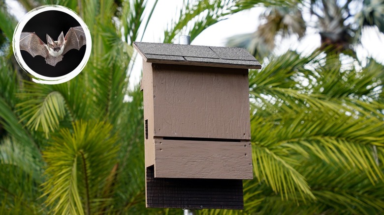 Bat box on a pole