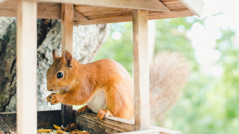 A squirrel in a bird feeder eating a nut