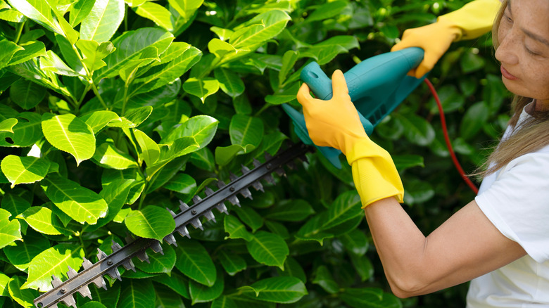 Woman using an electric hedge trimmer