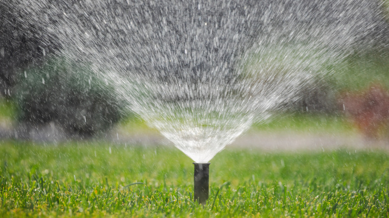 Close-up of a sprinkler shooting water in yard