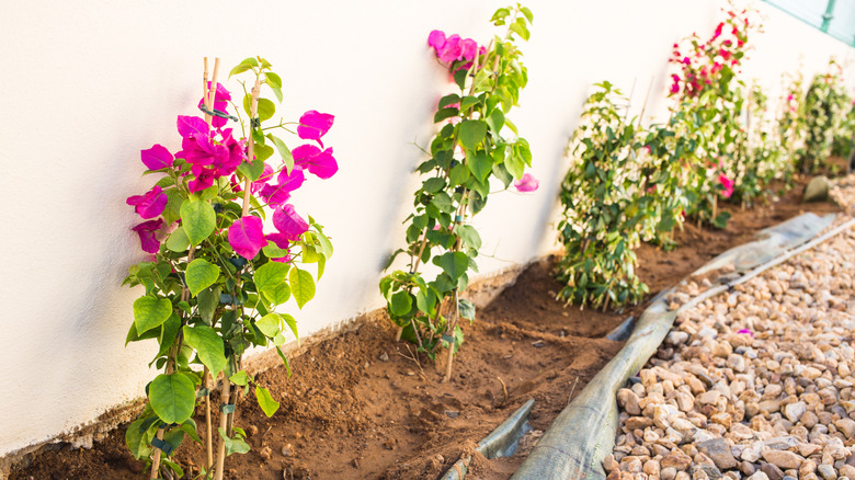 New bougainvillea bushes against a house
