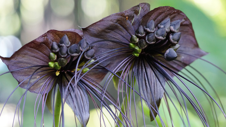 Black bat flowers