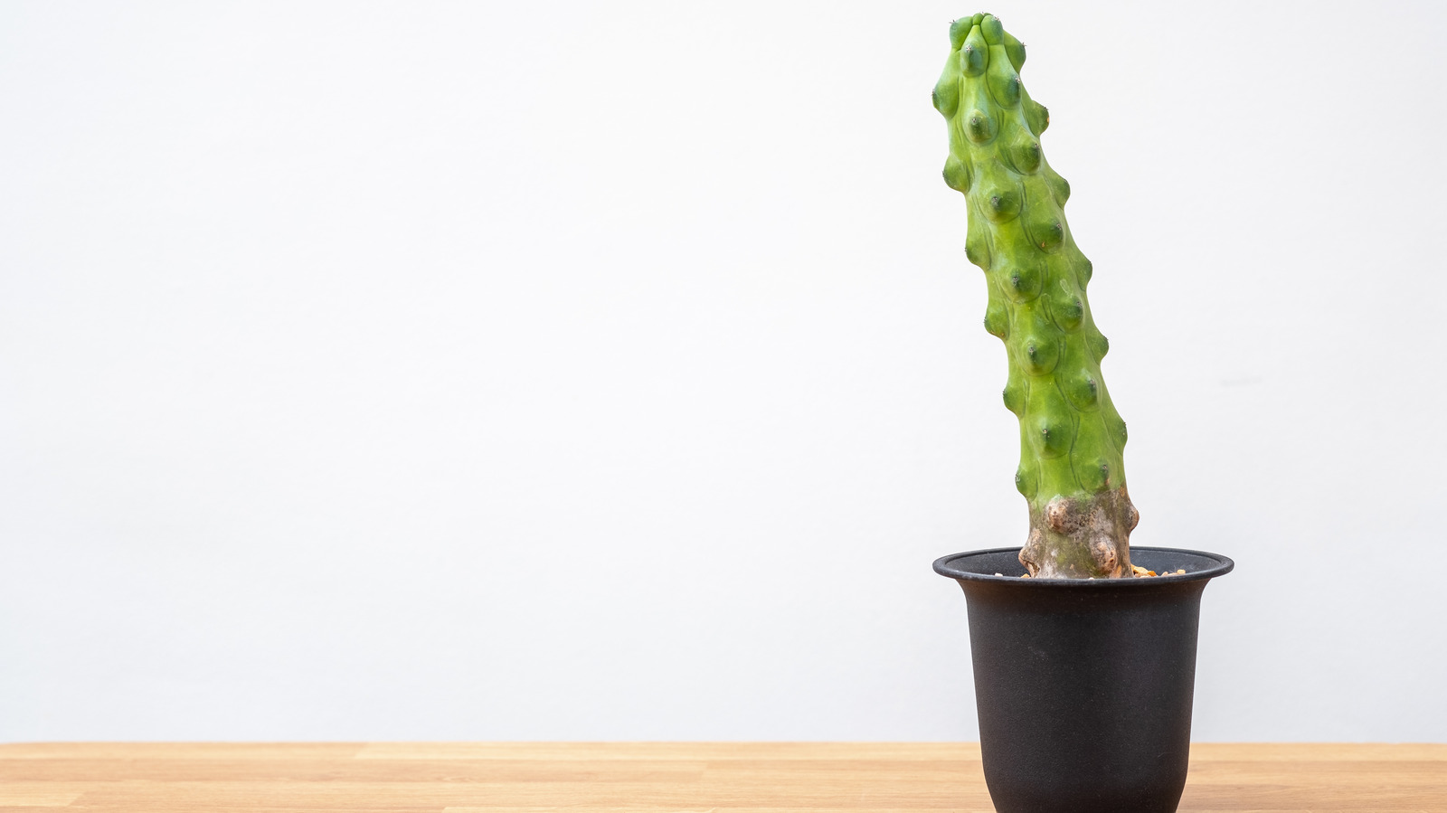 How To Care For A Boobie Cactus