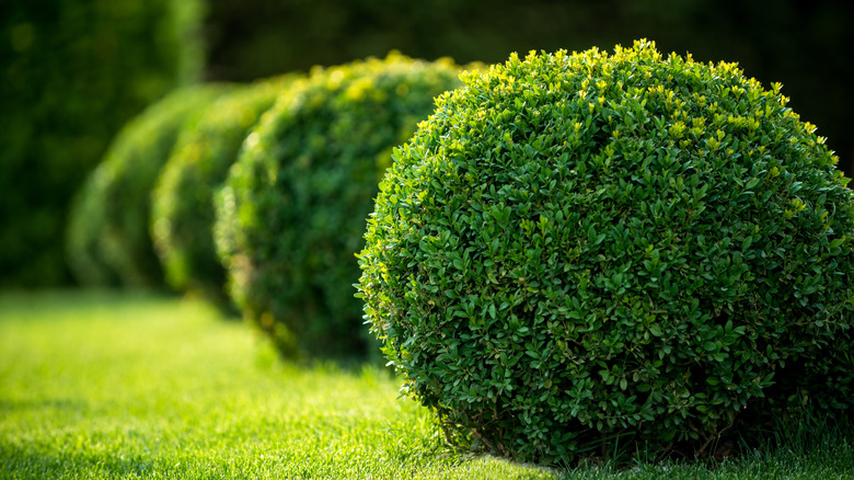 Boxwood shrub on lawn