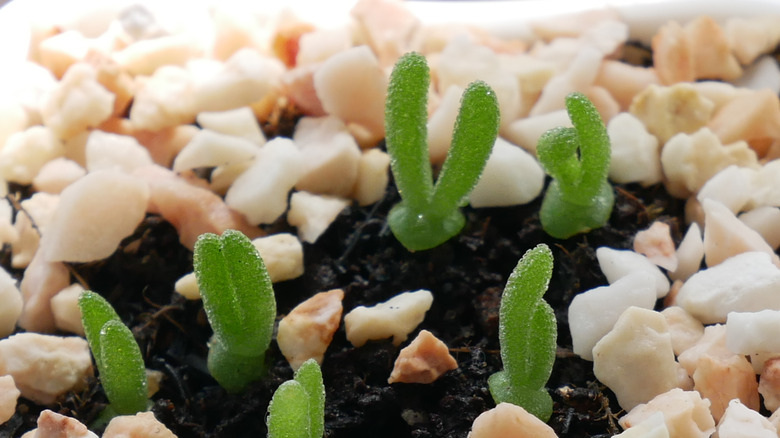 bunny succulent Monilaria in rocks