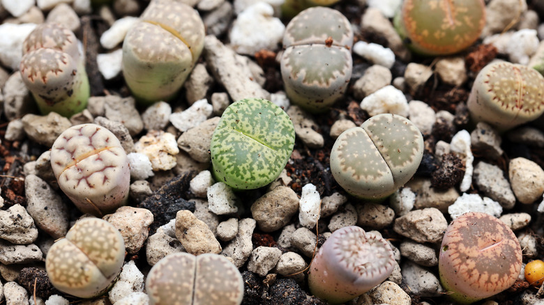 close-up of pebble plants
